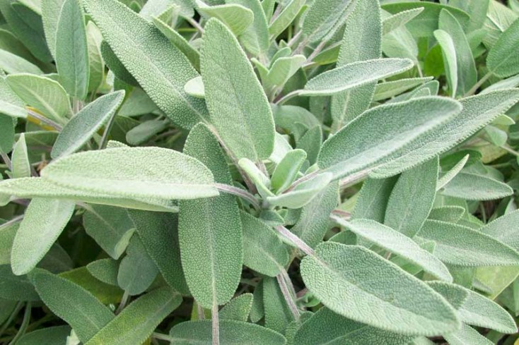 salvia